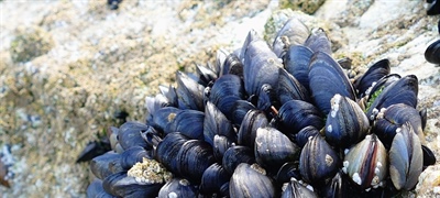 Marine Notice No. 8 of 2022 - Irish Mussel Seed Farm