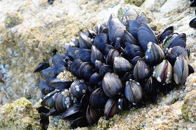 Marine Notice No. 8 of 2022 - Irish Mussel Seed Farm