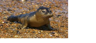 Public urged to avoid disturbing seals