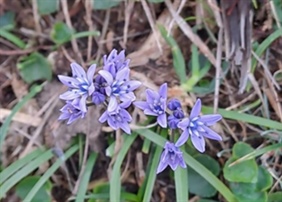 Wicklow County Council Celebrates National Biodiversity Week 2025