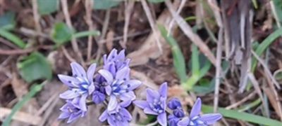 Wicklow County Council Celebrates National Biodiversity Week 2025