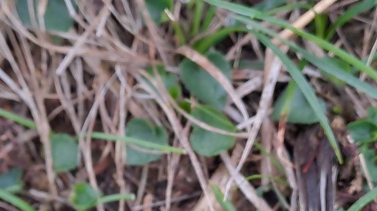 Wicklow County Council Celebrates National Biodiversity Week 2025