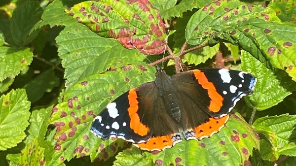 Volunteers Invited to Plant 3,000 Native Trees and Shrubs at Bray Head