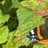 Red Admiral on Bramble