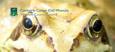 Public invited to take part in Ireland’s longest running frog survey