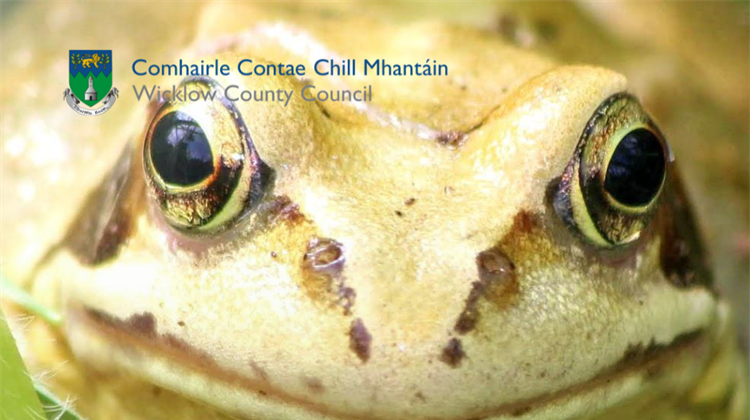 Public invited to take part in Ireland’s longest running frog survey