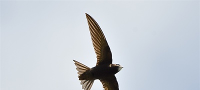 Discover Wicklow's Swifts This Summer