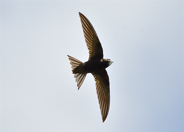 Discover Wicklow's Swifts This Summer