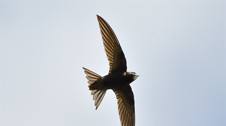 Discover Wicklow's Swifts This Summer