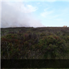 Gorse Fire