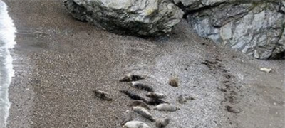 The public are urged to avoid disturbing seals
