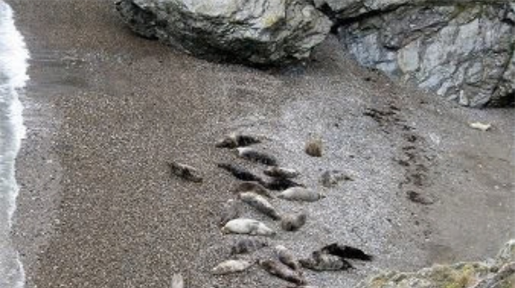 The Public Are Urged To Avoid Disturbing Seals