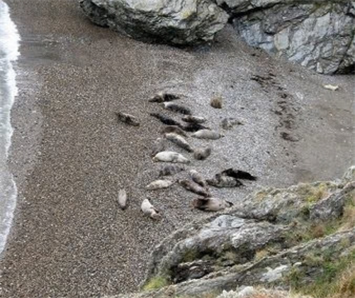 The public are urged to avoid disturbing seals