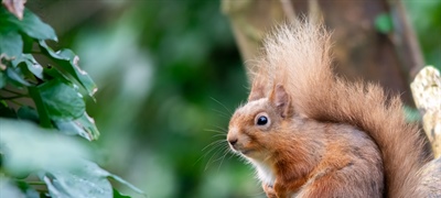 Help Map Wicklow's Red Squirrels This Red Squirrel Awareness Week