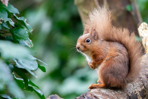 Help Map Wicklow's Red Squirrels This Red Squirrel Awareness Week