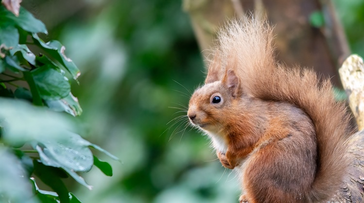 Help Map Wicklow's Red Squirrels This Red Squirrel Awareness Week