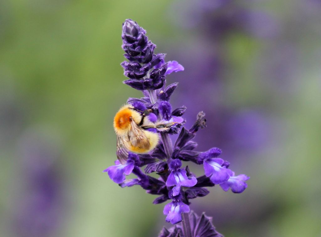 Biodiversity & Nature Based Solutions